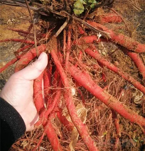 丹参   大别山地区品种，只卖也生的品种哦！