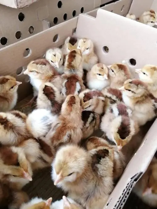 南宁清远麻鸡苗