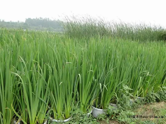 安新县大红莲水生植物，黄长蒲苗