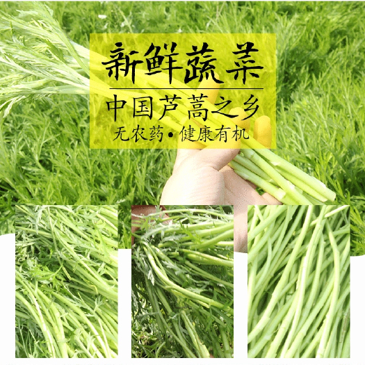 泗阳县芦蒿