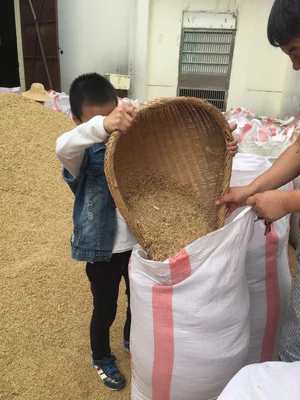 肇庆晚稻谷