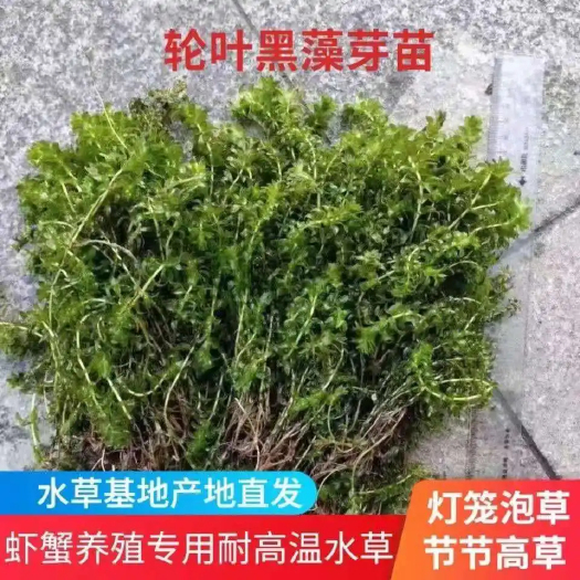 洪湖市轮叶黑藻芽草 灯笼草 高温水草 节节草 量大价优