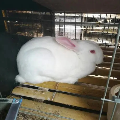 绵竹市肉兔