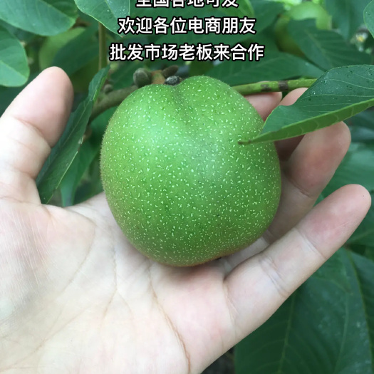 盐源县凉山盐源县，老树青皮核桃。