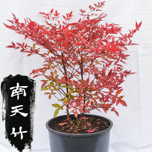 湘潭县南天竹 火焰南天竹
