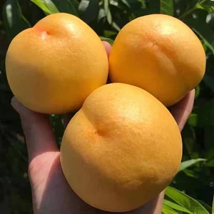 蒙阴县山东沂蒙山黄桃