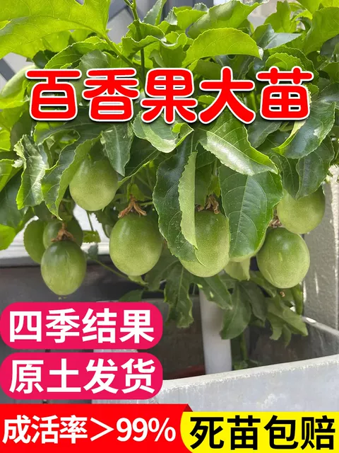 紫香一号百香果苗
