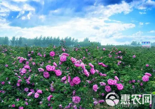 平阴玫瑰鲜花冠 手摘鲜花冠 鲜花蕾，平阴万亩玫瑰种植加工基地