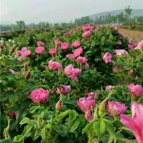 平阴玫瑰鲜花冠 手摘鲜花冠 鲜花蕾，平阴万亩玫瑰种植加工基地