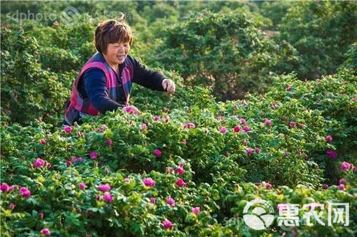 平阴玫瑰鲜花冠 手摘鲜花冠 鲜花蕾，平阴万亩玫瑰种植加工基地