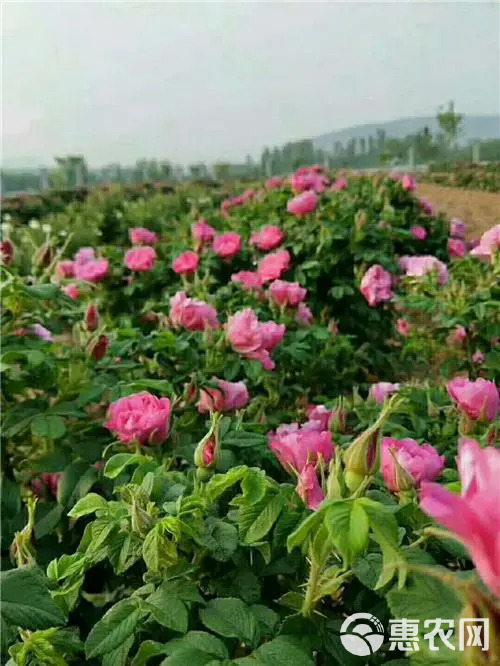 平阴玫瑰鲜花冠 手摘鲜花冠 鲜花蕾，平阴万亩玫瑰种植加工基地