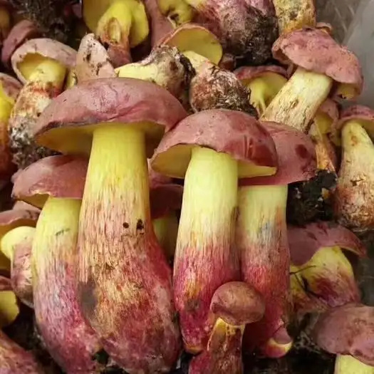 易门县黄牛肝菌红葱菌
