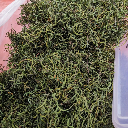 禄劝县深山老林峡谷里面的化石草