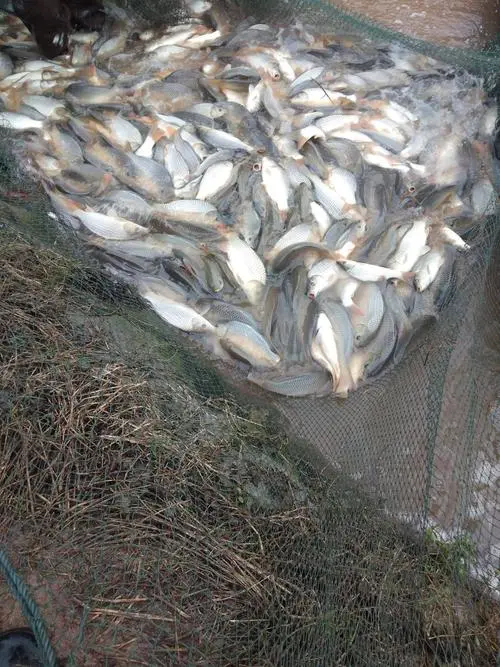 镇远县大量供应各种鲤鱼苗！