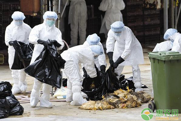 湖南凤凰出现h5n6禽流感对于禽流感你真的了解吗