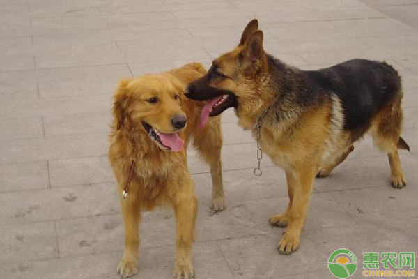 肉犬養(yǎng)殖難？需這樣飼養(yǎng)及病害防治