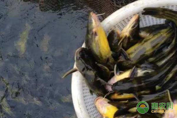 黃顙魚常見病害種類及其防治