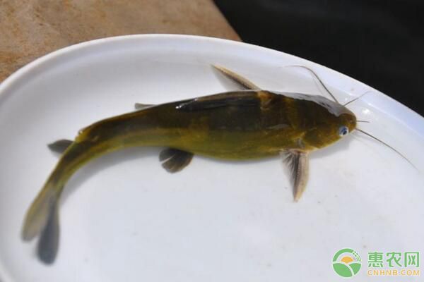 黃顙魚常見病害種類及其防治