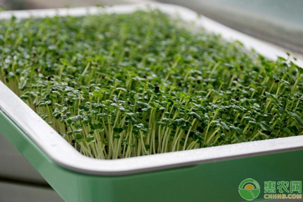 盆栽蔬菜的3種常見(jiàn)播種方法