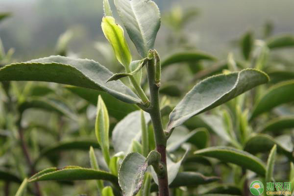 茶樹