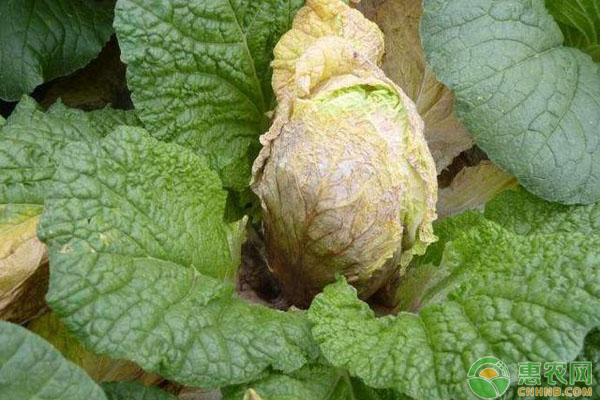 白菜細(xì)菌性病害
