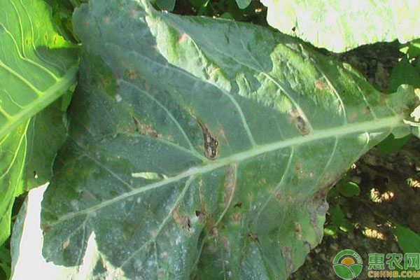 白菜細(xì)菌性病害防治