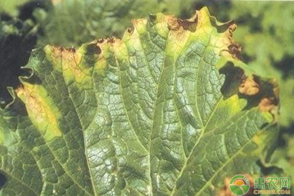 白菜細(xì)菌性病害有哪些