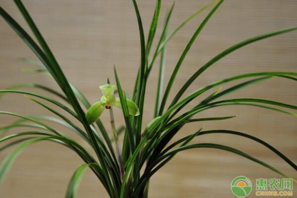 如何讓蘭花適時現(xiàn)蕾？催蕾時有哪些注意事項？