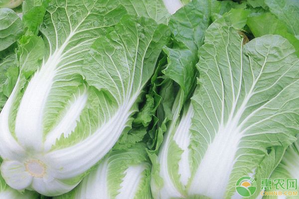 白菜葉上長(zhǎng)黑點(diǎn)是什么原因?長(zhǎng)了黑點(diǎn)的白菜還能吃嗎