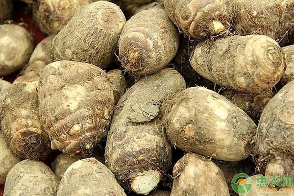 芋头的种植方法和管理要点