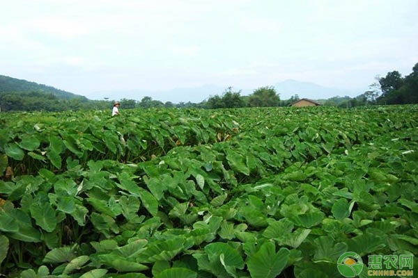 芋头的种植方法和管理要点