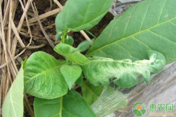 植物生長(zhǎng)調(diào)節(jié)劑使用
