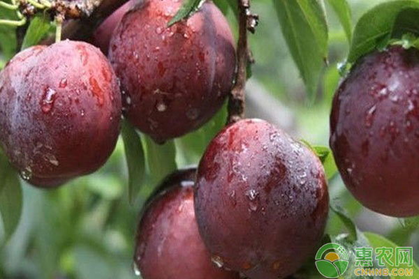 植物生長(zhǎng)調(diào)節(jié)劑使用方法