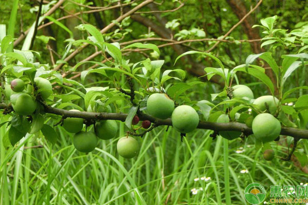 果樹(shù)旺長(zhǎng)