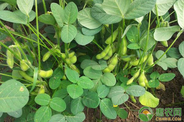 植物生長調(diào)節(jié)劑中的多效唑
