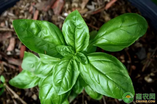 直根類蔬菜