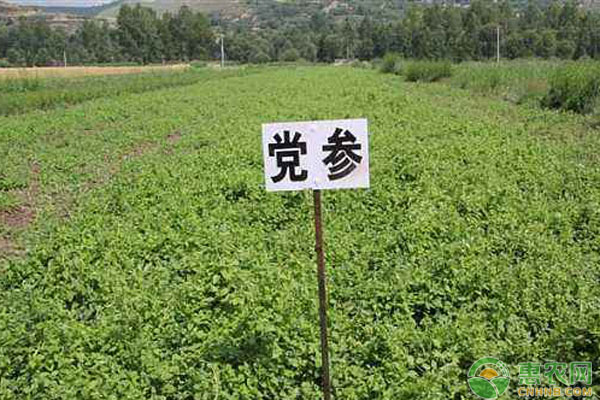党参种植技术