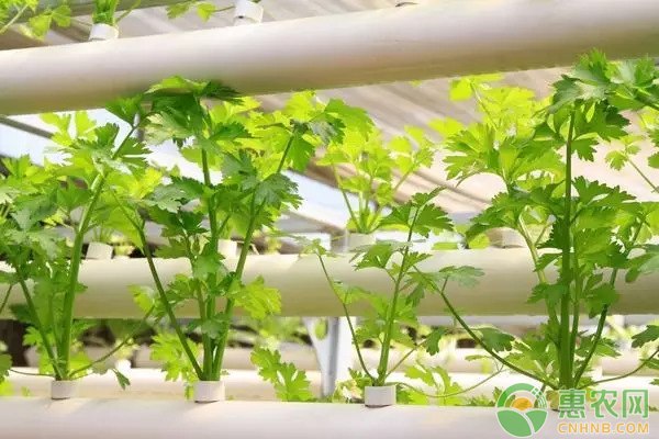 配制营养液