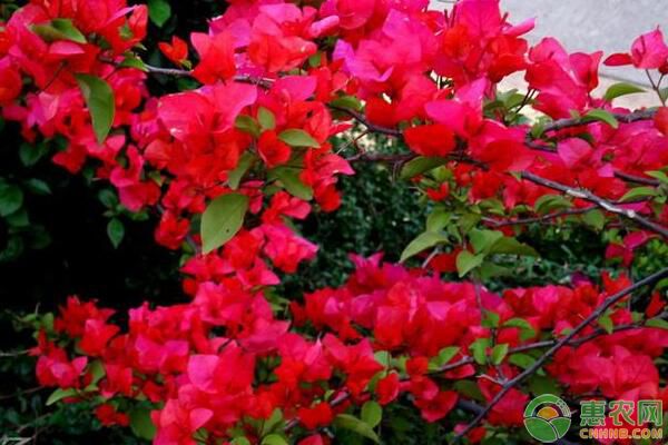 盆栽寶巾花繁殖要點(diǎn)及病蟲害防治技術(shù)