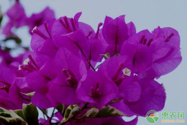 盆栽寶巾花繁殖要點(diǎn)及病蟲害防治技術(shù)