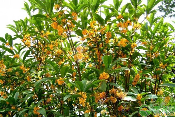 桂花樹扦插時(shí)間