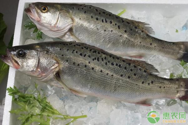 赤鱸成魚(yú)養(yǎng)殖條件、魚(yú)種放養(yǎng)、病害防治等養(yǎng)殖要點(diǎn)