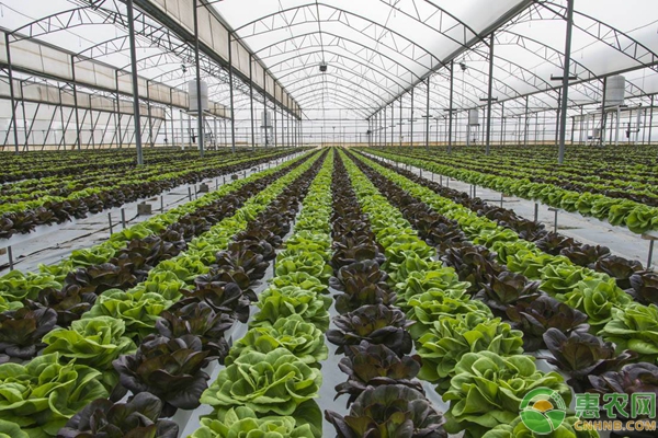 蔬菜種植防寒保暖措施