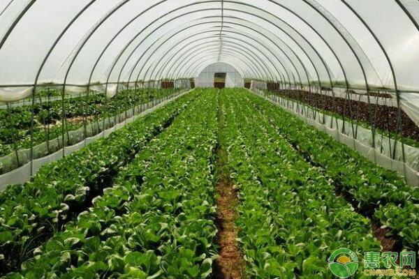蔬菜種植防寒保暖措施
