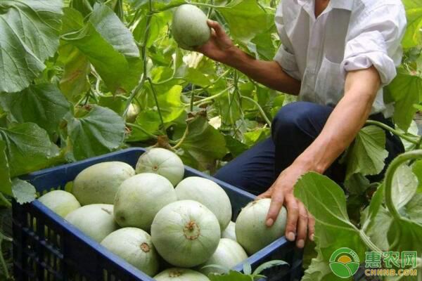 厚皮甜瓜嘉蜜洋<a href='https://www.cnhnb.com/t/141731.html' class='j-href' target='_blank'><span style='color:#FF8001'>香瓜品种</span></a>特性及栽培技术要点