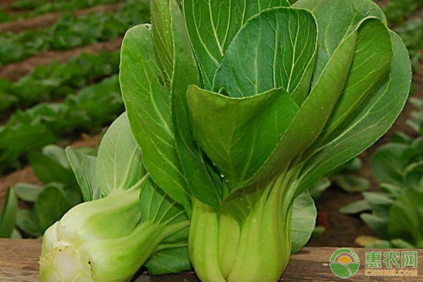 油菜直播整地播種、田間管理、病蟲(chóng)害防治等要點(diǎn)