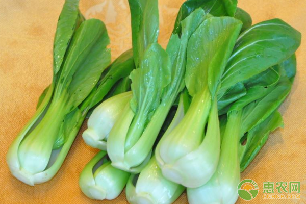 油菜直播整地播種、田間管理、病蟲(chóng)害防治等要點(diǎn)