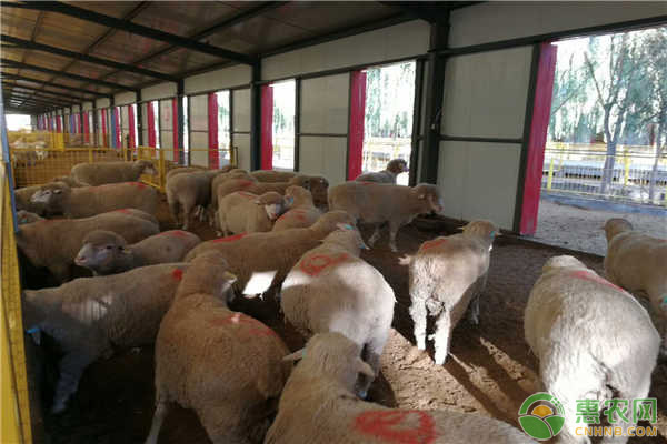 肉羊養(yǎng)殖如何提高出欄率？