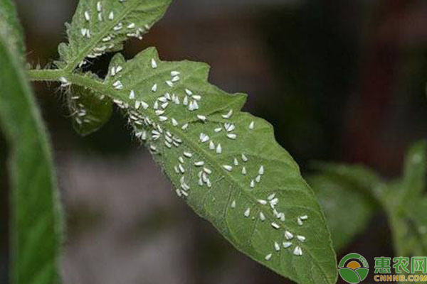 温室辣椒种植怎么防治白粉虱？这四种方法了解一下！-图片版权归惠农网所有