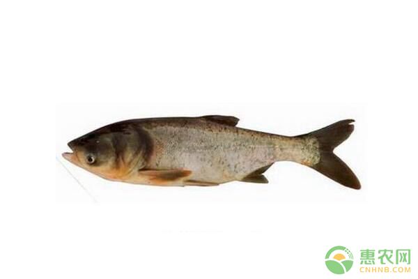 鰱魚生活習性、魚病防治等無公害養(yǎng)殖技術(shù)要點